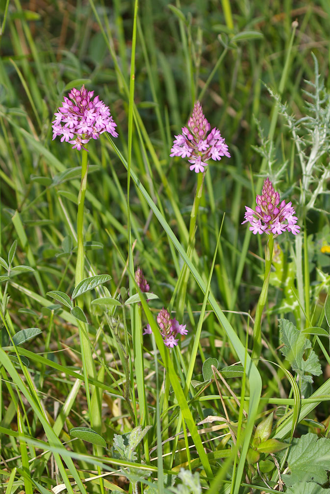 Anacamptis pyramidalis / Orchidea piramidale